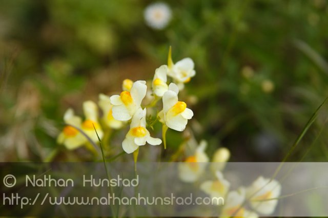 Yet another closeup of flowers.